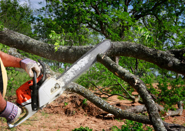 Best Emergency Tree Service  in Newtown, PA